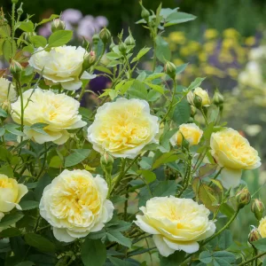 Trandafir Englezesc David Austin „The Country Parson” – Flori Galbene, Parfum Fructat și Îngrijire Ușoară