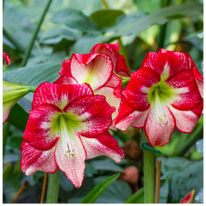 bulbi de amaryllis flamenco queen