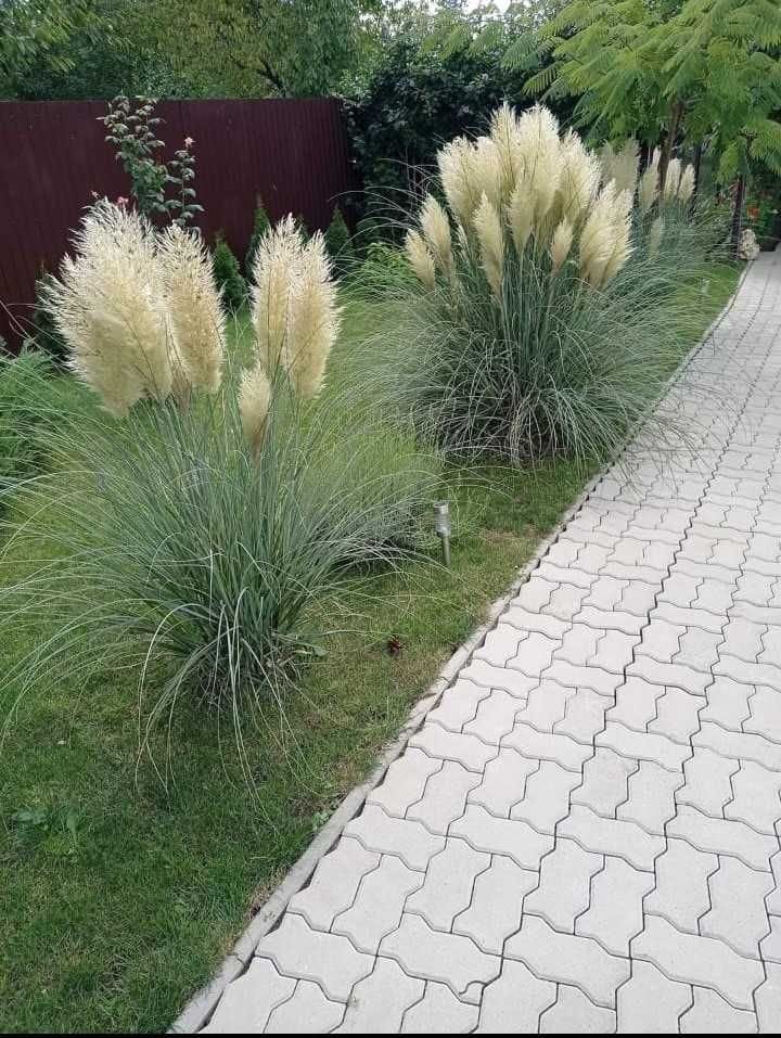 Cortaderia selloana – Iarba de Pampas / ghiveci - Galben - imagine 2