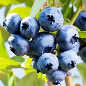 ? Afin Chandler (pe rod)la ghiveci – Fructe gigantice, aromate