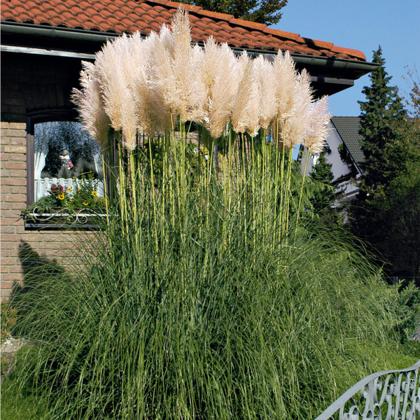 Cortaderia selloana – Iarba de Pampas / ghiveci - Galben - imagine 3