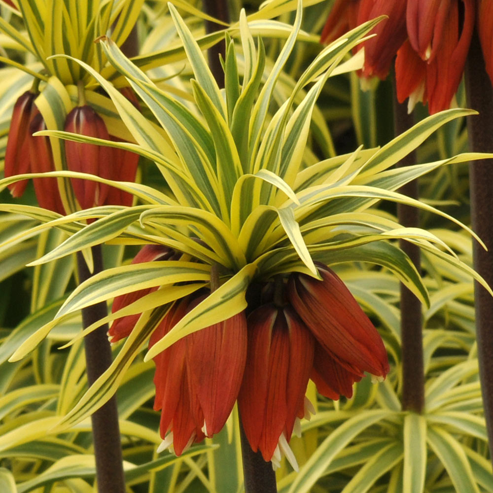 Fritillaria imperialis Aureomarginata (bulb) - imagine 4