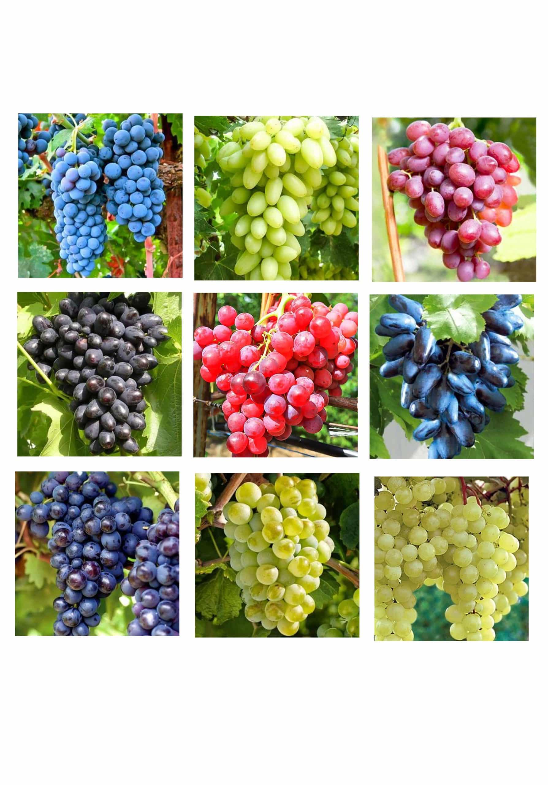 Vita de vie pachet 9 buc