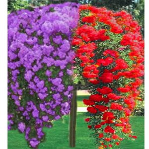 Trandafir pomisor plangator mov - rosu