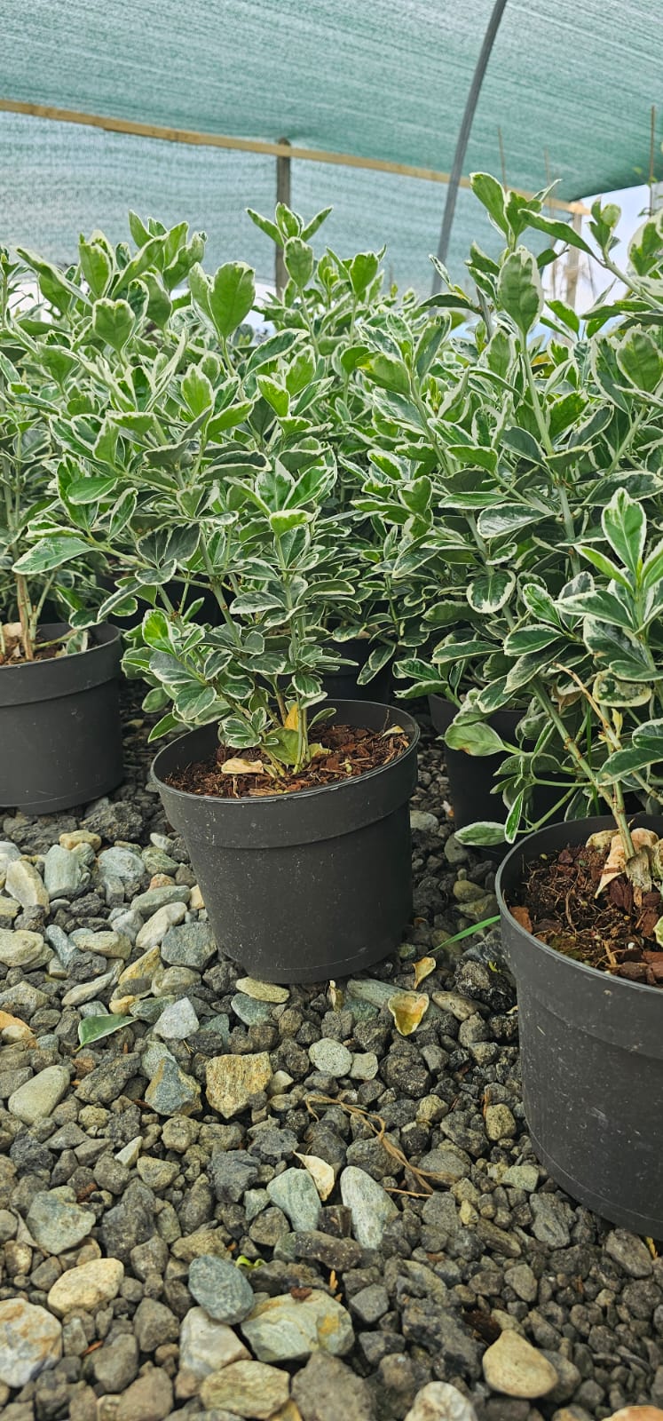 Euonymus Japonicus Aureo-marginata - Leu mic - imagine 2