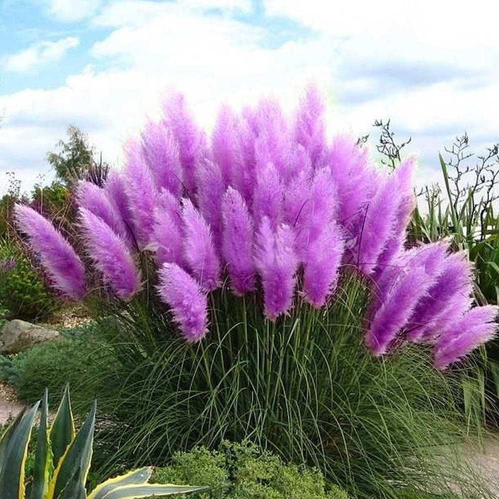 Cortaderia selloana – Iarba de Pampas / ghiveci - ROZ