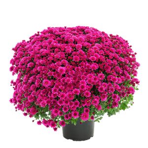 butasi crizantema 3 buc violet murado