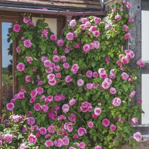 Trandafir Englezesc Urcător „Gertrude Jekyll” – Parfum Clasic și Eleganță în Grădină