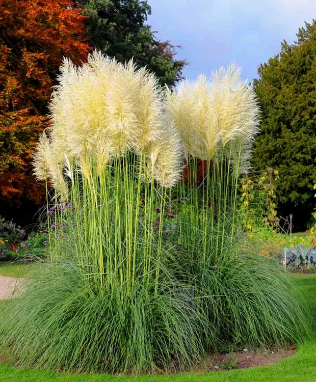 Cortaderia selloana – Iarba de Pampas / ghiveci - Galben