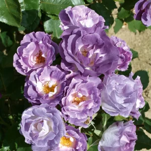 trandafir de colectie david austin blue for you