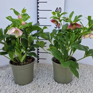 helleoborus la ghiveci (spanz )