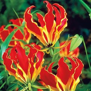 Gloriosa superba (crinul de foc) 10 buc