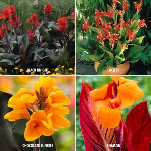 pachet canna 4 soiuri deosebite