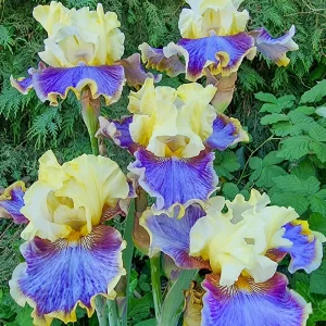 Coos Bay Bearded Iris la ghiveci