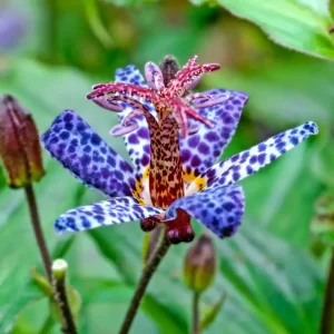 Tricyrtis „Blue Wonder”Crin-brotăcel albastru-1 rizom