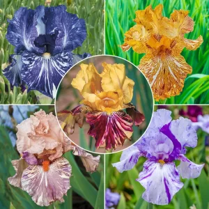 colectie de iris batik la ghiveci -reflorescent -5 ghivece