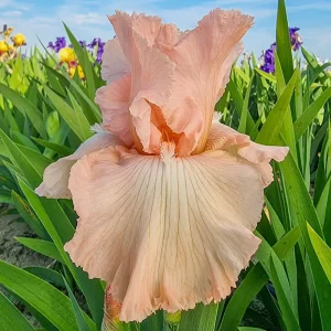 Iris 'Beverly Sills la ghiveci