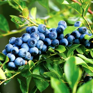 AFIN Duke Blueberry-LA GHIVECI (pe rod) anul 4