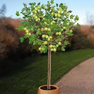 Agriș pe Port Înalt alb (pe picior ) pe rod 120-150 cm