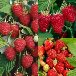 ? Colecție Zmeură „All Season”10+5 cadou – 3 soiuri speciale, recoltă toată vara (15 tufe)