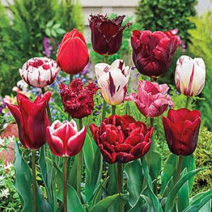 Amestecul de lalele Variatie Red  50 buc