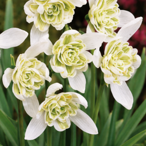 ghiocei batuti 10 buc