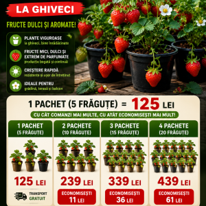 Pachet 5 Ghivece Frăguțe Naturale  –fragaria vesca pe rod