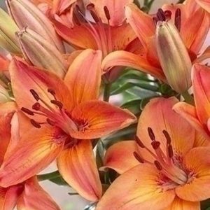 Crini Abbeville'S Pride Portocaliu-Rosu 3 buc