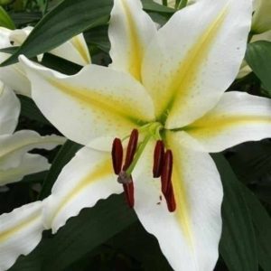 Crini Bafferari 3 buc