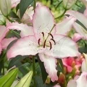 Crini Brasilia 3 buc