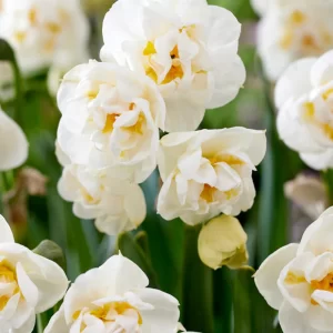 Daffodil Bridal Crown 3 buc