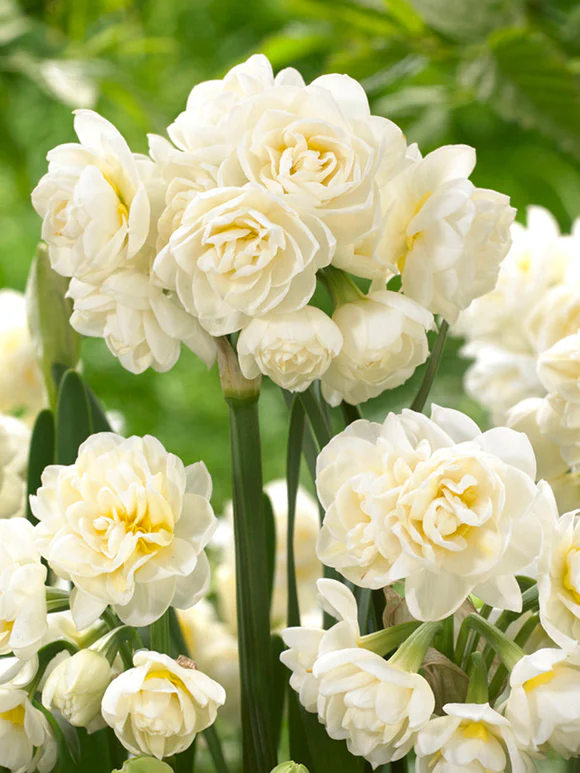 Bulbi de narcise mixt 100 de bulbi - imagine 16