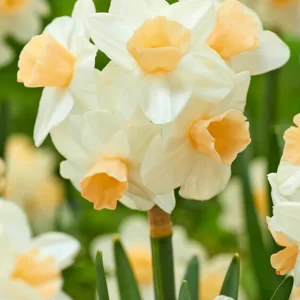 Daffodil Kapiti Peach 3 buc