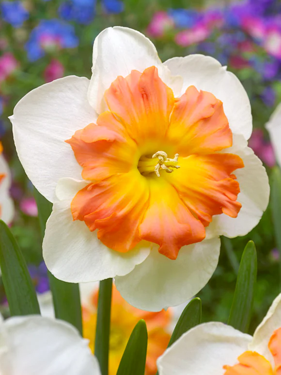 Bulbi de narcise mixt 100 de bulbi - imagine 2