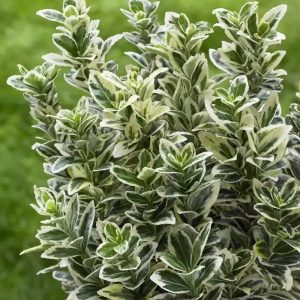 Euonymus japonicus Albomarginatus - 50 cm