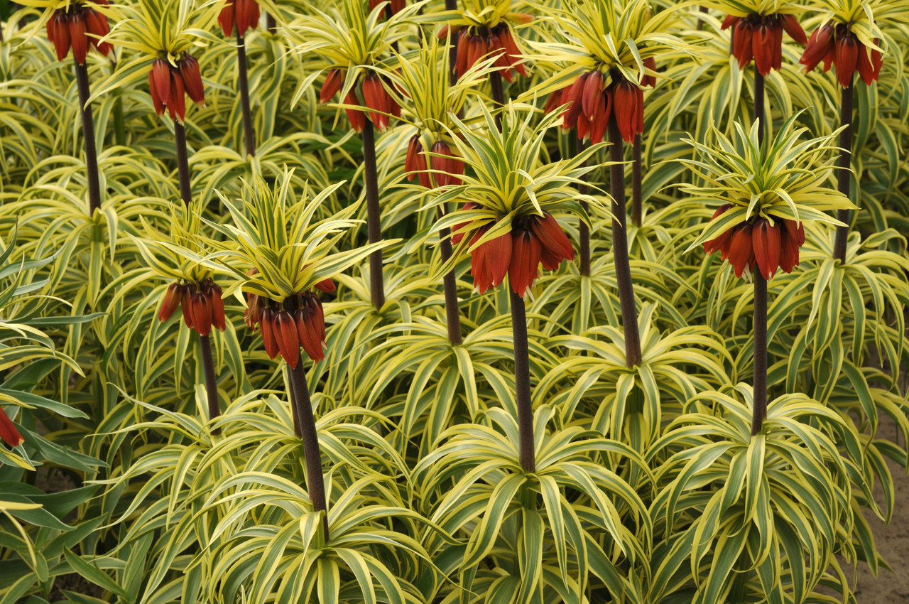 Fritillaria imperialis Aureomarginata (bulb) - imagine 3