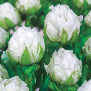 Tulipa Ice Age 5 buc