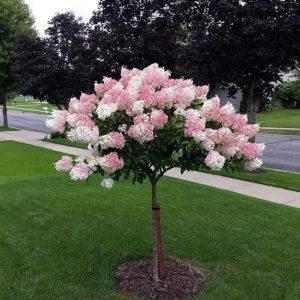 Hortensia paniculata ice cream roz cu alb pe picior