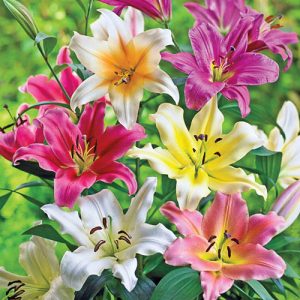 Pachet Lily Tree mixt 30 de crini Colectia 2024 - 6 culori diferite