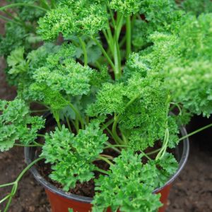 patrunjel frunza cret