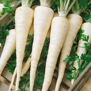 Patrunjel radacina-bardowicker