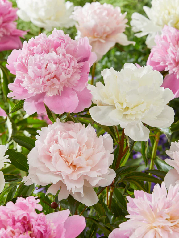 Peony Bridal Bouquet Collection 3 buc