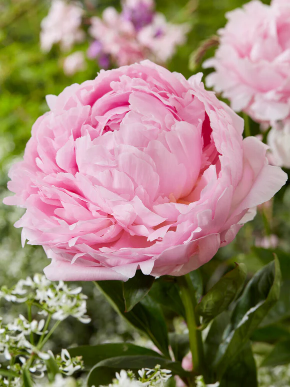 Peony Pillow Talk 1 buc