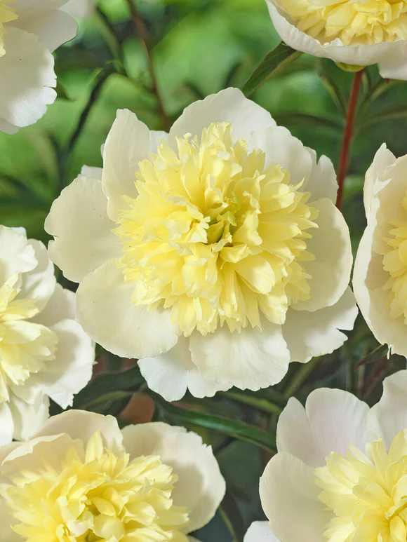 Peony Primevere 1 buc