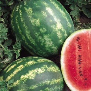 Pepene verde crimson sweet