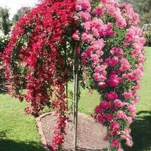 Trandafir pomisor plangator rosu cu roz