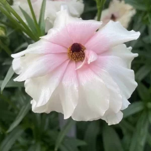 Ranunculus Butterfly Ariadne 9 buc