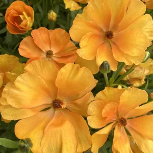 Ranunculus Butterfly Charis 9 buc