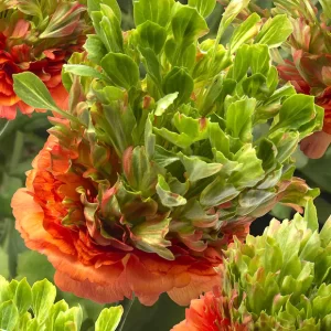 Ranunculus Crown Nervion 9 buc