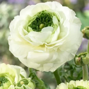 Ranunculus Reinette Cream 3 buc
